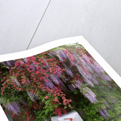 Wisteria blooms & Hawthorn tree blossoms by Anonymous
