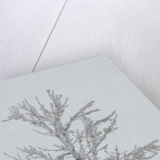 A solitary tree covered with frost in Hungary by Anonymous