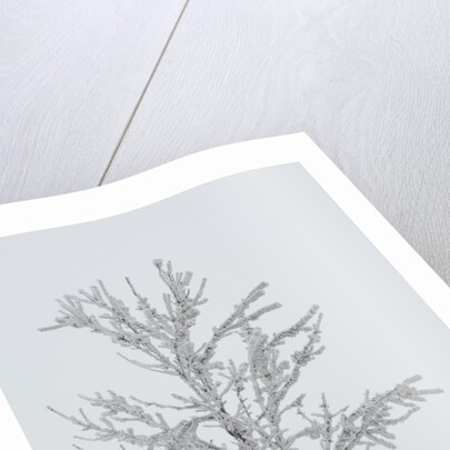 A solitary tree covered with frost in Hungary by Anonymous