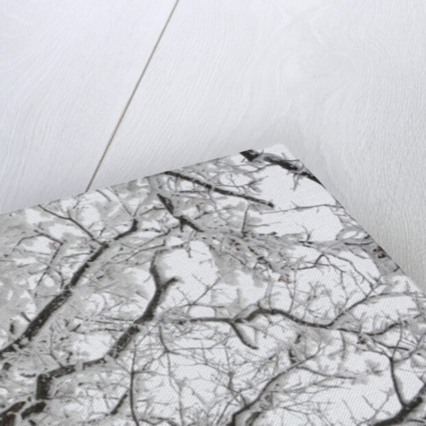 A tree covered with frost from bellow in Hungary by Anonymous
