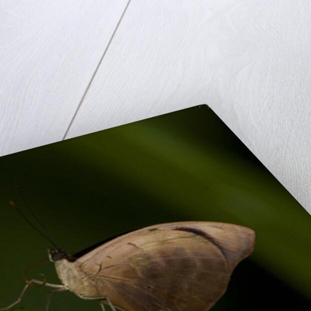 A tropical butterfly perching on a leaf by Anonymous