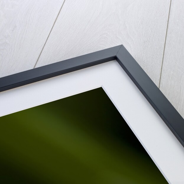 A tropical butterfly perching on a leaf by Anonymous