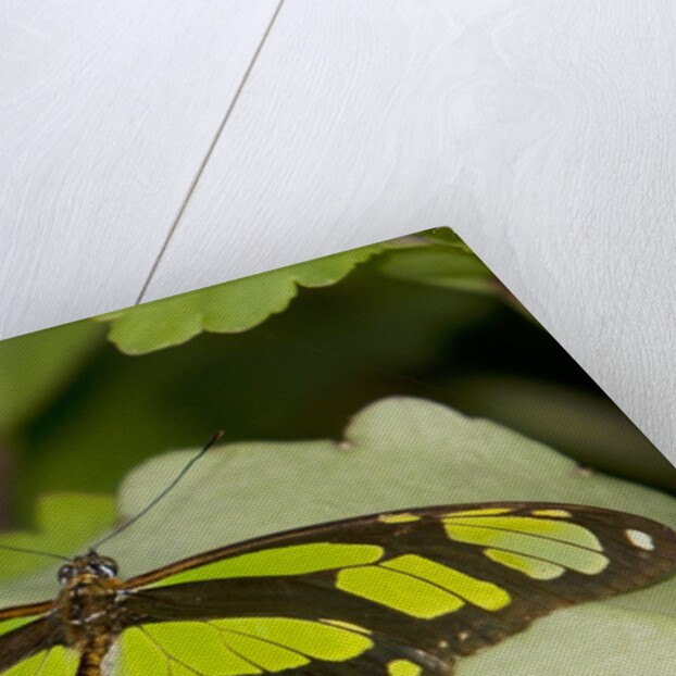 A tropical butterfly perching on a leaf by Anonymous