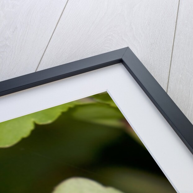 A tropical butterfly perching on a leaf by Anonymous