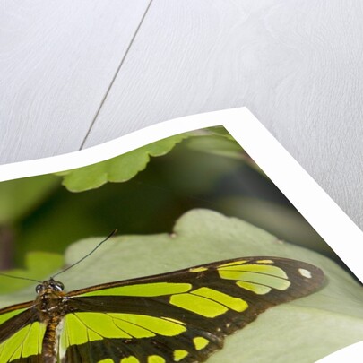 A tropical butterfly perching on a leaf by Anonymous