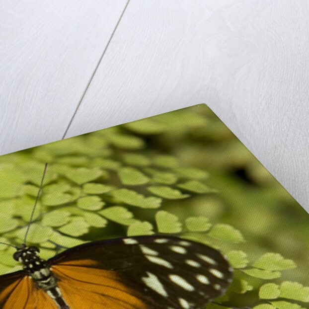 A tropical butterfly rests on a fern leaf by Anonymous
