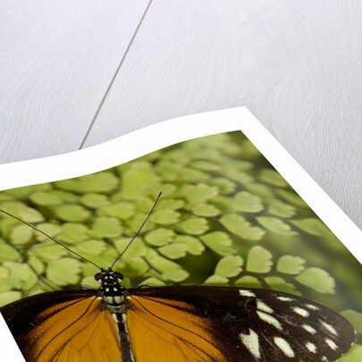 A tropical butterfly rests on a fern leaf by Anonymous