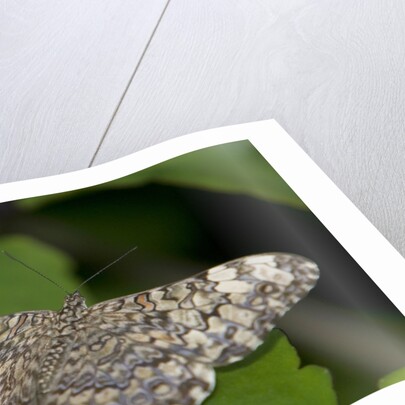 A tropical butterfly perching on a leaf by Anonymous