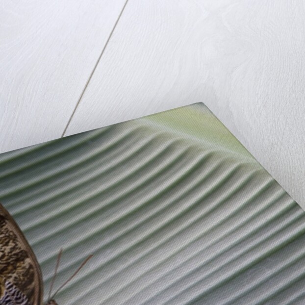 A tropical butterfly laying eggs on a banana leaf. by Anonymous