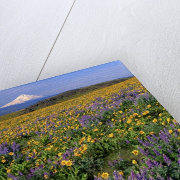 Mt. Hood with wildflowers by Anonymous