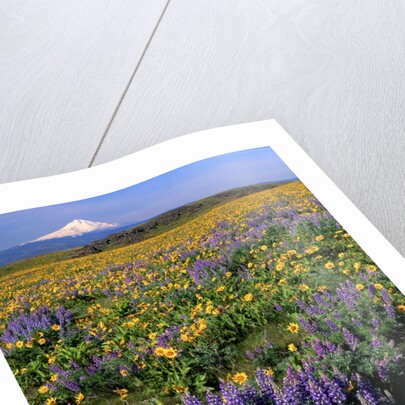 Mt. Hood with wildflowers by Anonymous