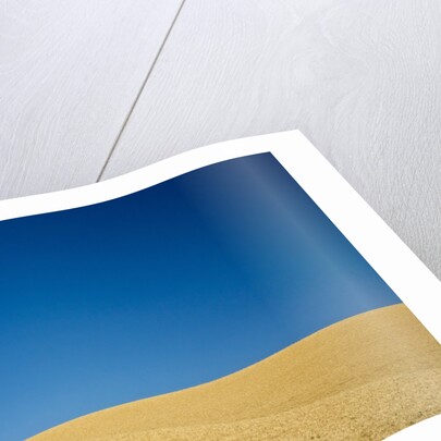 Wheat Field Ready for Harvest with Blue Sky by Anonymous