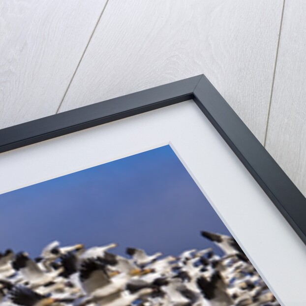 Snow Geese in flight with a bluse sky day by Anonymous
