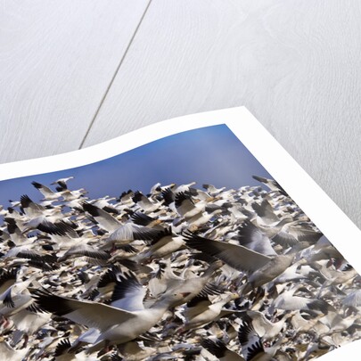 Snow Geese in flight with a bluse sky day by Anonymous