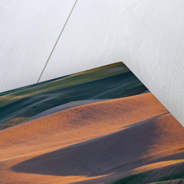 Crops of Wheat and Peas nearing Harvest by Anonymous