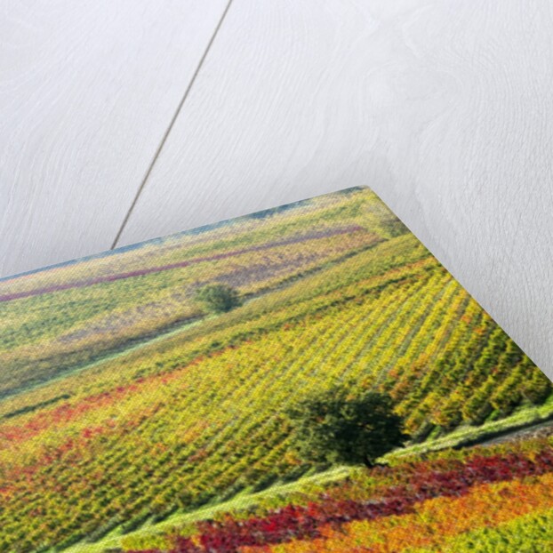 Autumn Vinyards in full color near Montepulciano by Anonymous