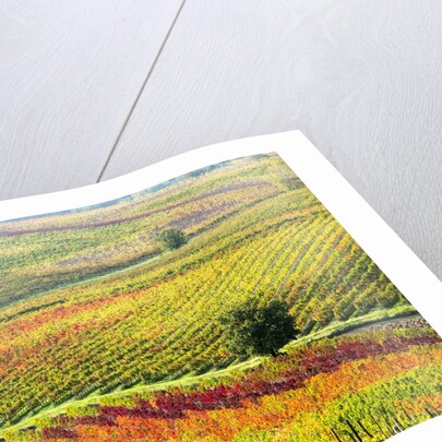 Autumn Vinyards in full color near Montepulciano by Anonymous
