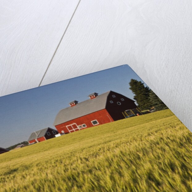 Red Barn in Field of Harvest Wheat by Anonymous