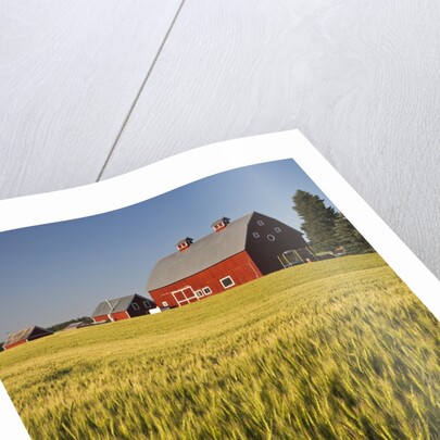 Red Barn in Field of Harvest Wheat by Anonymous