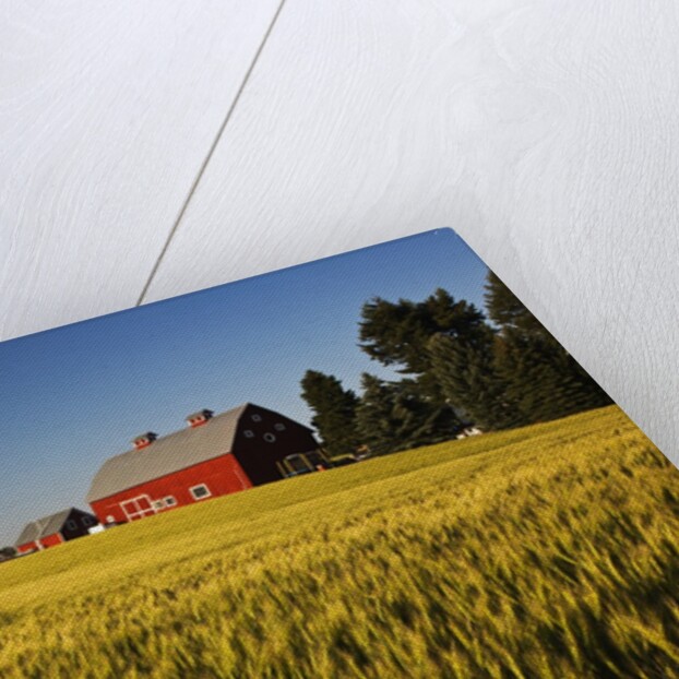 Red Barn in Field of Harvest Wheat by Anonymous
