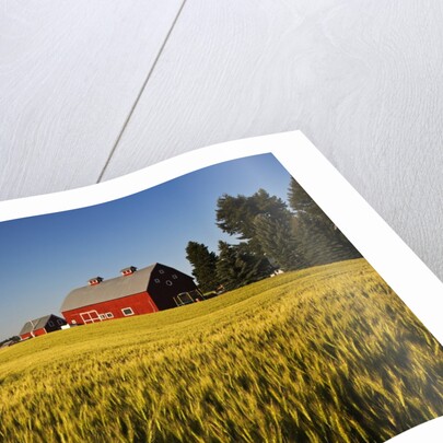Red Barn in Field of Harvest Wheat by Anonymous