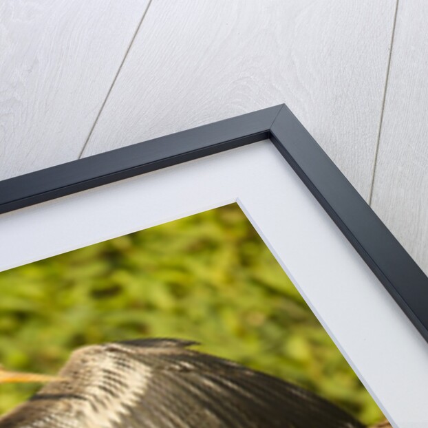 Anhinga Preening by Anonymous