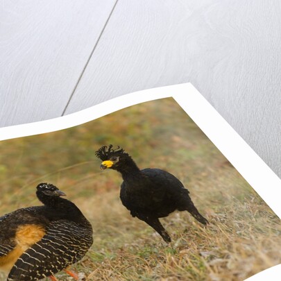 Bare-faced Curassow Mating Pair by Anonymous
