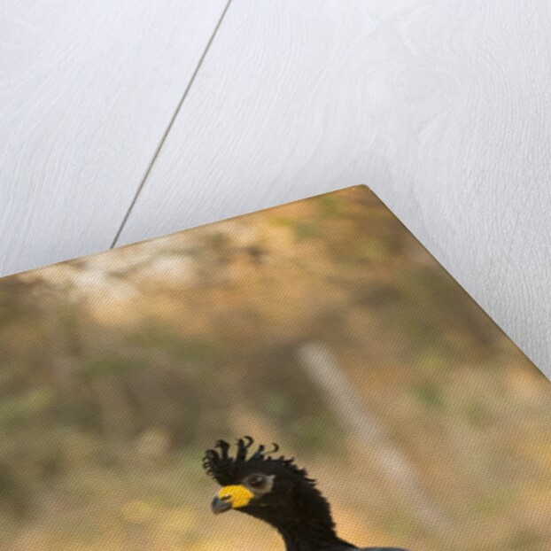 Bare-faced Curassow by Anonymous