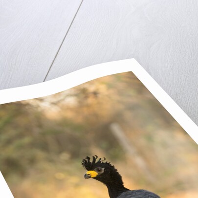 Bare-faced Curassow by Anonymous