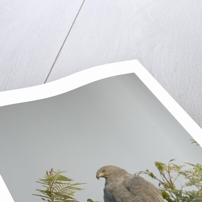 Crane Hawk in Treetop by Anonymous