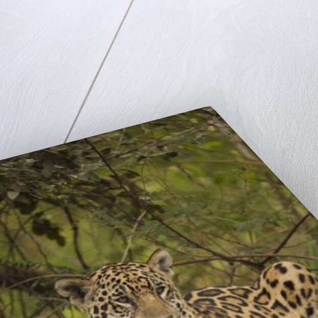 Jaguar Resting on Riverbank by Anonymous