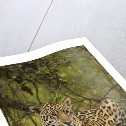 Jaguar Resting on Riverbank by Anonymous