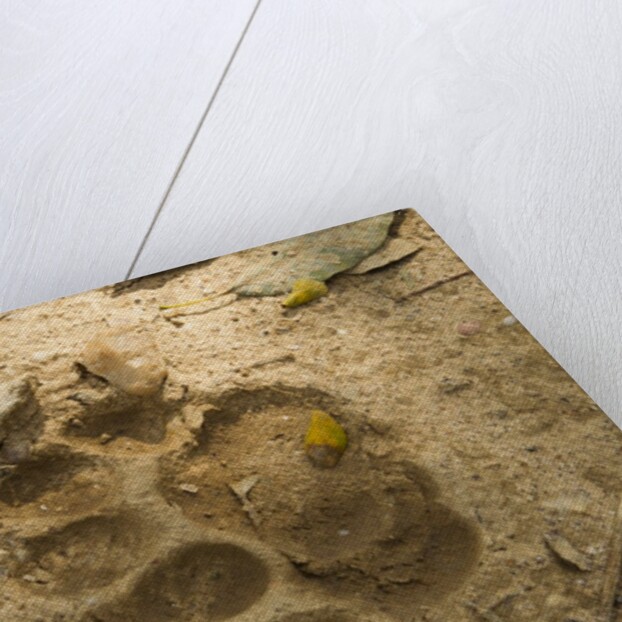 Jaguar Track in Sand by Anonymous