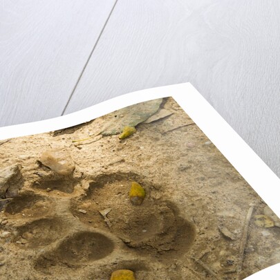 Jaguar Track in Sand by Anonymous