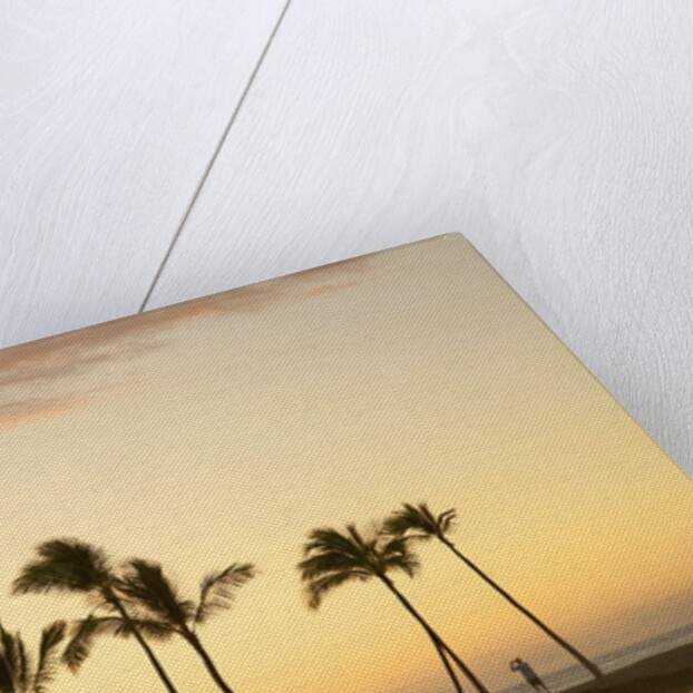 Row of palm trees along breakwater at sunset by Anonymous