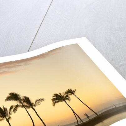 Row of palm trees along breakwater at sunset by Anonymous