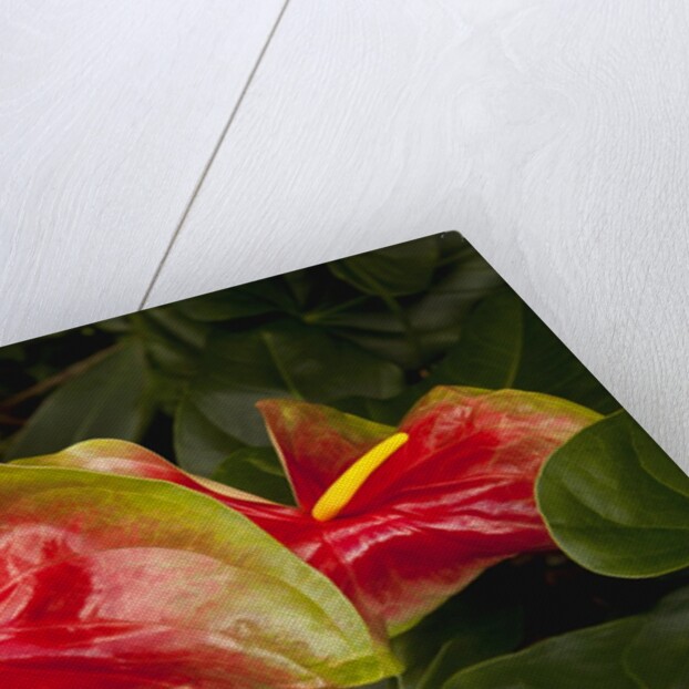 Close up view of 2 red/green anthurium in a garden by Anonymous