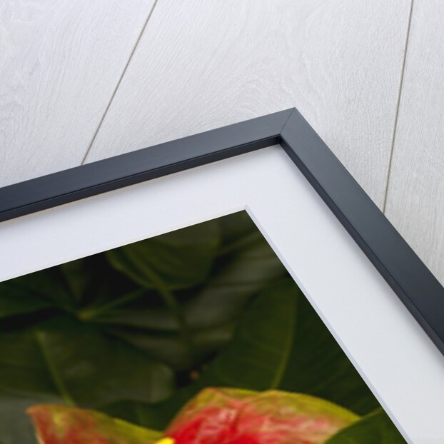 Close up view of 2 red/green anthurium in a garden by Anonymous
