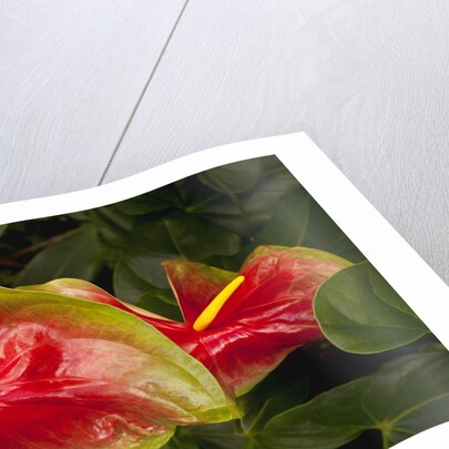 Close up view of 2 red/green anthurium in a garden by Anonymous