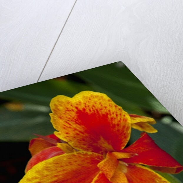 Close up view of yellow-edged red canna lily blossom in garden setting by Anonymous