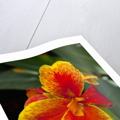 Close up view of yellow-edged red canna lily blossom in garden setting by Anonymous