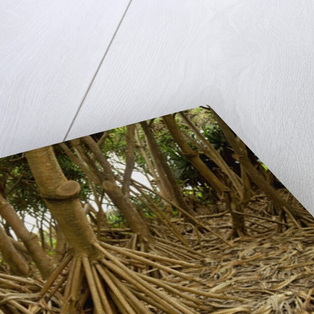 Prop roots of Hawaiian Hala trees by Anonymous