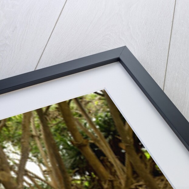 Prop roots of Hawaiian Hala trees by Anonymous