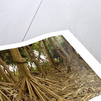 Prop roots of Hawaiian Hala trees by Anonymous