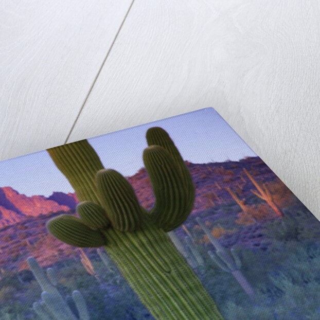 Saguaro cacti with red mesa and sky beyond by Anonymous