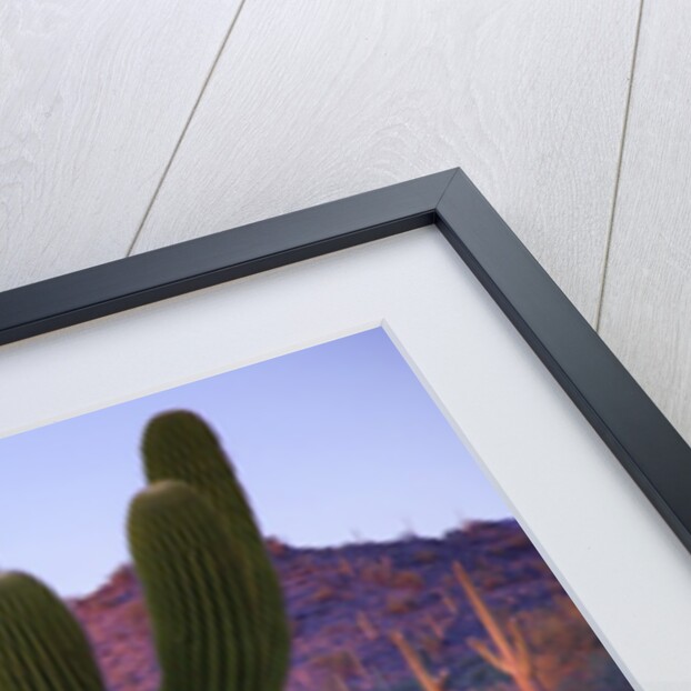 Saguaro cacti with red mesa and sky beyond by Anonymous
