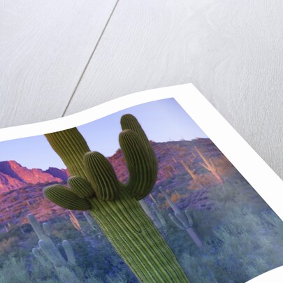 Saguaro cacti with red mesa and sky beyond by Anonymous