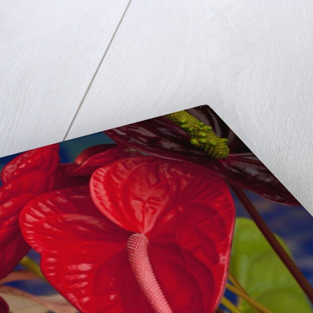 Variety of cut red Anthurium flowers against blue background by Anonymous