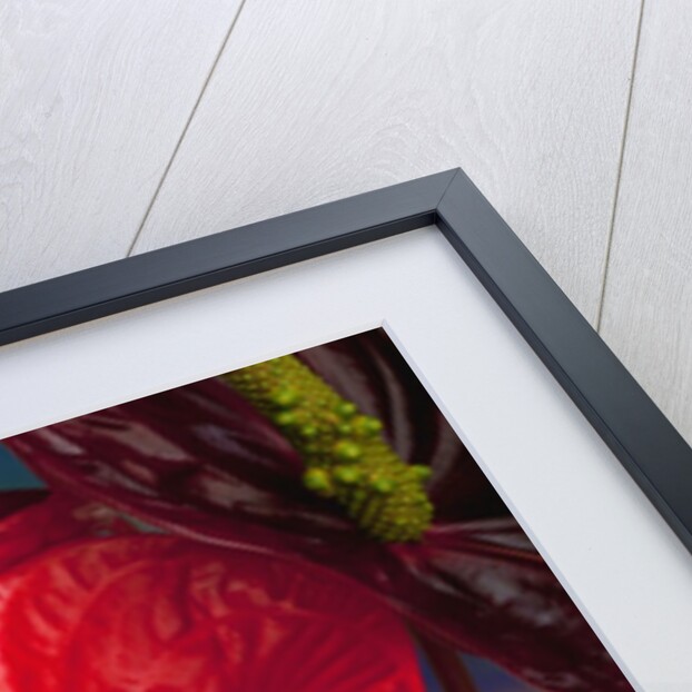 Variety of cut red Anthurium flowers against blue background by Anonymous