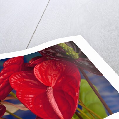Variety of cut red Anthurium flowers against blue background by Anonymous
